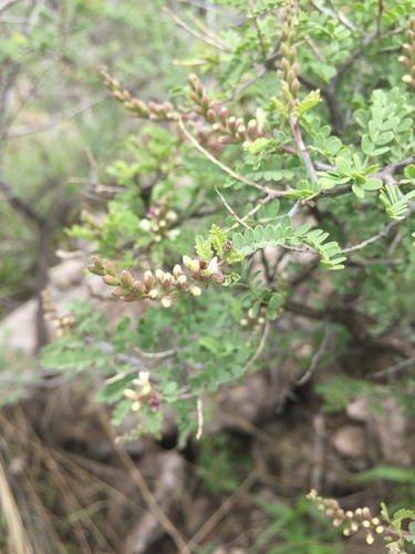 Eysenhardtia spinosa, photograph 4