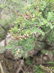 Eysenhardtia spinosa