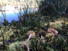 Phaeonematoloma myosotis