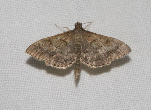 Omiodes localis observed 2022-08-16