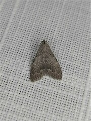Nola pleurosema