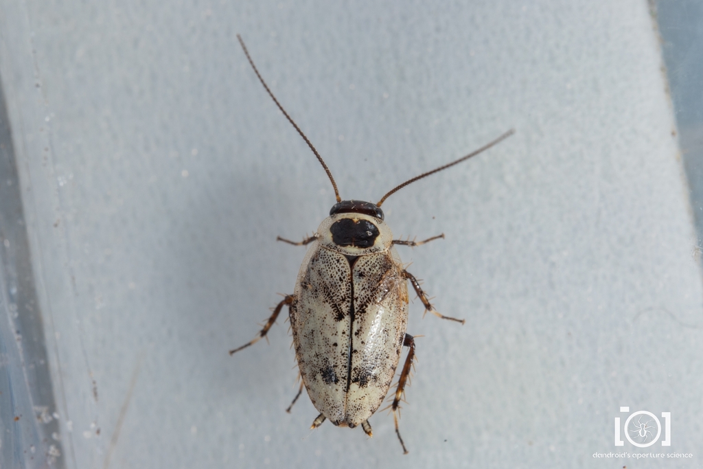 pictured beetle cockroach