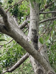 Graptopsaltria nigrofuscata