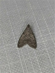 Nola pleurosema