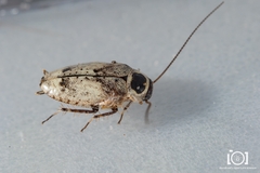 Plectoptera picta