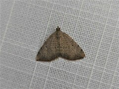 Chrysolarentia mecynata