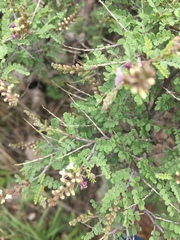 Eysenhardtia spinosa