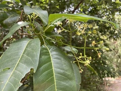 Acronychia pedunculata