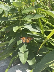 Danaus plexippus