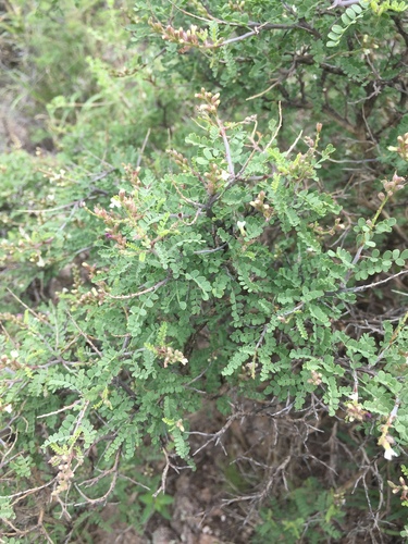 Eysenhardtia spinosa, photograph 6