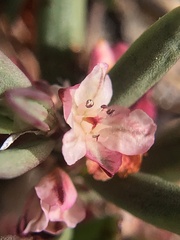 Polygonum shastense