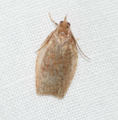 Spheterista pleonectes observed 2022-08-16