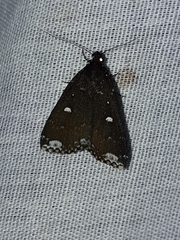 Rejectaria amicalis