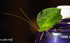 Typophyllum mortuifolium