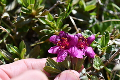 Rhododendron lepidotum