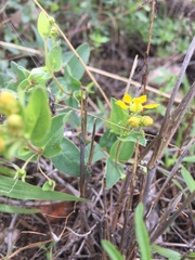 Aspicarpa hirtella