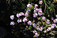 Androsace sempervivoides