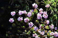 Androsace sempervivoides