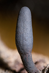 Xylaria allantoidea