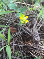 Aspicarpa hirtella