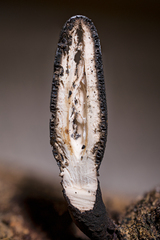 Xylaria allantoidea