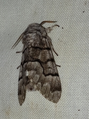 Panthea guatemala