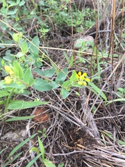 Aspicarpa hirtella