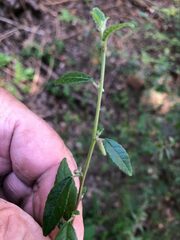 Acalypha eremorum