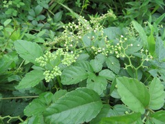 Causonis japonica