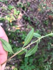 Acalypha eremorum