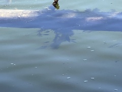 Cymatogaster aggregata