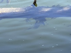 Cymatogaster aggregata