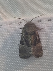 Meropleon ambifusca
