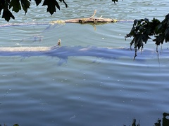 Cymatogaster aggregata