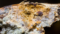 Hydnocristella himantia