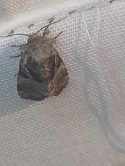 Meropleon ambifusca
