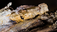 Hydnocristella himantia