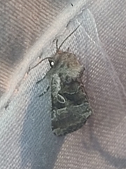 Meropleon ambifusca