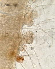 Hydnocristella himantia