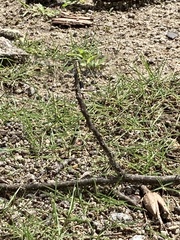 Orthetrum albistylum speciosum