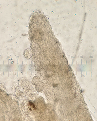 Hydnocristella himantia