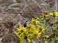 Eristalina
