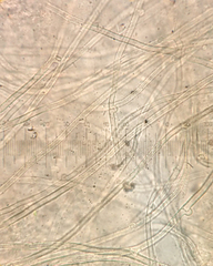 Hydnocristella himantia