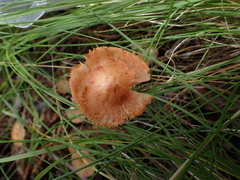 Inocybe roseifolia