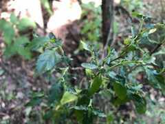 Pseuderanthemum tenellum