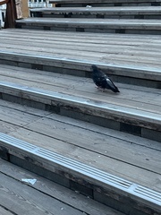 Columba livia domestica
