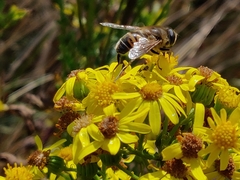 Eristalina