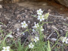 Silene sargentii