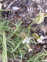 Silene sargentii