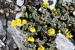Potentilla argyrophylla